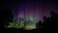 The Northern Lights behind the oak tree with yellow, green, red and lilac Curtains, Aurora Borealis Royalty Free Stock Photo