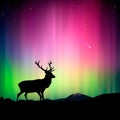 Northern lights with a deer in the foreground