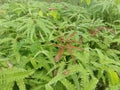 Northern maidenhair fern fresh green spring leaves Adiantum pedatum