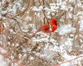 A Northern male Cardinal on a Dogwood branch covered in snow. Royalty Free Stock Photo