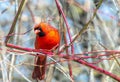 A Northern Male Cardinal on a Dogwood branch Royalty Free Stock Photo