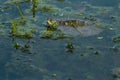Northern Map Turtle - Graptemys geographica Royalty Free Stock Photo