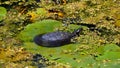 The northern map turtle Graptemys geographica Royalty Free Stock Photo