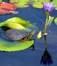 The northern map turtle Graptemys geographica Royalty Free Stock Photo