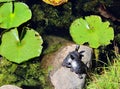 The northern map turtle Graptemys geographica, Royalty Free Stock Photo