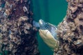 Northern Map Turtle Graptemys geographica underwater near old pier pillars Royalty Free Stock Photo