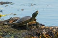 Northern Map Turtle - Graptemys geographica Royalty Free Stock Photo