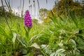 Northern Marsh Orchid