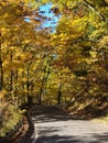 Northern Michigan Tunnel of Trees in Aut