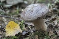 The Northern Milkcap Lactarius trivialis is an inedible mushroom