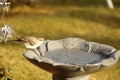 Northern mocking bird at a birdbath. Royalty Free Stock Photo