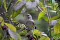 Northern mocking bird Mimus polyglottos perched on American beautyberry limb