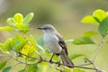 Northern mocking bird (Mimus polyglottos)