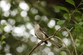 Northern Mocking Bird