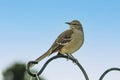 Northern Mocking Bird Perched on Pole