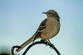 Northern Mocking Bird Perched on Pole