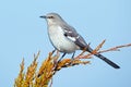 Northern Mockingbird Royalty Free Stock Photo