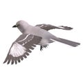 Northern Mockingbird. 3D rendering with clipping