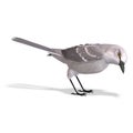 Northern Mockingbird. 3D rendering with clipping