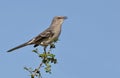 Northern Mockingbird