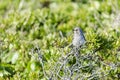Northern Mockingbird atop bush Royalty Free Stock Photo