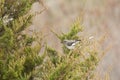 Northern Mockingbird with Berry in Beak