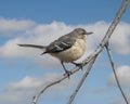 Northern mockingbird, binomial name Mimus polyglottos, perched on a tree limb in Dallas, Texas. Royalty Free Stock Photo