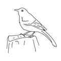 Northern mockingbird bird illustration vector