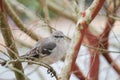 Northern mockingbird on crepe myrtle looking at viewer Royalty Free Stock Photo