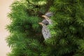 Northern Mockingbird Fledglings in a Bush Royalty Free Stock Photo