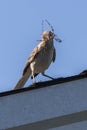 Northern Mockingbird