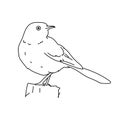 Northern mockingbird illustration vector.Line art bird