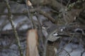 Northern Mockingbird on a Limb