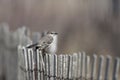 Northern Mockingbird (Mimus polyglottos)