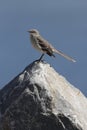 Northern Mockingbird (Mimus polyglottos) Royalty Free Stock Photo