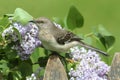 Northern Mockingbird (Mimus polyglottos)