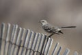 Northern Mockingbird (Mimus polyglottos) Royalty Free Stock Photo
