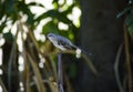 A Northern Mockingbird, Mimus polyglottos, perched on a hanger