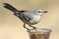 Northern Mockingbird Mimus polyglottos Royalty Free Stock Photo