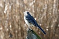 Mockingbird in Winter