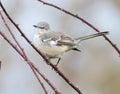 Northern Mockingbird Royalty Free Stock Photo