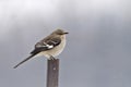 Northern Mockingbird, Mimus polyglottos, perched with snow falling