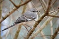 Northern mockingbird mimus polyglottos perched on a branch in winter Royalty Free Stock Photo