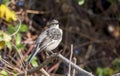 Northern Mockingbird Mimus polyglottos Perched in a Tree in Mexico Royalty Free Stock Photo