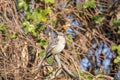 Northern Mockingbird Mimus polyglottos Perched in a Tree in Mexico Royalty Free Stock Photo