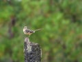 Northern Mockingbird, Mimus polyglottos, perched on a tree stump against a forest background