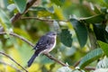 Northern Mockingbird Mimus Polyglottos perched in a tree Royalty Free Stock Photo