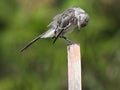 Northern Mockingbird Mimus Polyglottos - Resting On A Wood Post, Looking Down, Profile