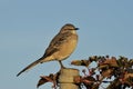 Northern Mockingbird in morning light Royalty Free Stock Photo