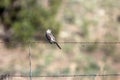 Northern Mockingbird on a barbed-wire fence in spring Royalty Free Stock Photo